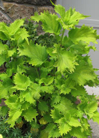 Coleus 'Wasabi'  